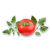 Pomidor
